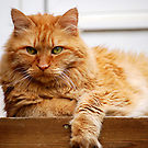 Gingercat