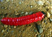 180px-Red larva india suhas