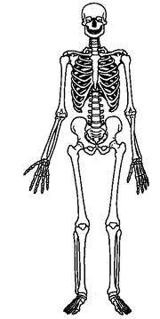 Skeleton