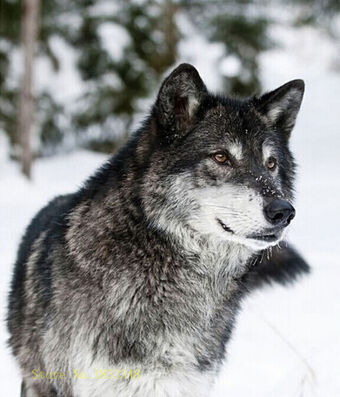 Серый волк | Резиста вики | Fandom