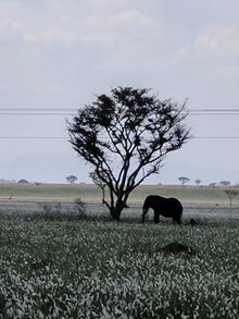 Elephant
