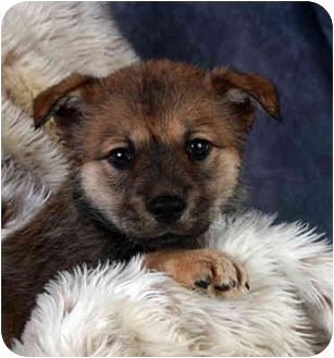 Image Gil The German Shepherd Pomerian Mix Jpg Paw Patrol Fanon Gil The German Shepherd Pomerian Mix Jpg