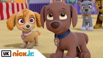 Zuma X Skye Paw Patrol Relation Ship Wiki Fandom