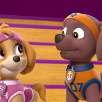 Zuma X Skye Paw Patrol Relation Ship Wiki Fandom