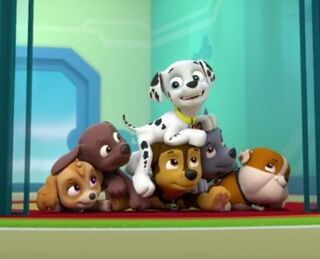 Rocky, Marshall and Chase | Paw Patrol Relation Ship Wiki | Fandom