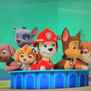 Rocky Zuma Paw Patrol Relation Ship Wiki Fandom
