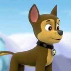 Chase | PAW Patrol Wiki | FANDOM powered by Wikia