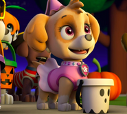 Skye/Gallery/Pups and the Ghost Pirate | PAW Patrol Wiki | FANDOM powered by Wikia
