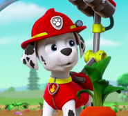 Marshall/Gallery/Pups Get Growing | PAW Patrol Wiki | FANDOM powered by ...