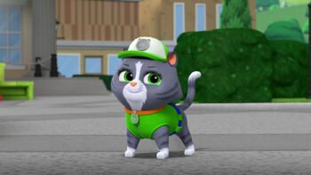 Cat Rocky PAW  Patrol  Wiki FANDOM powered by Wikia