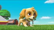 Skye/Gallery/Ultimate Rescue: Pups Save the Tigers | PAW Patrol Wiki ...