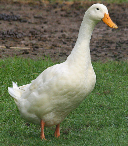 Domestic Duck | PBS Kids Animals Wiki | Fandom