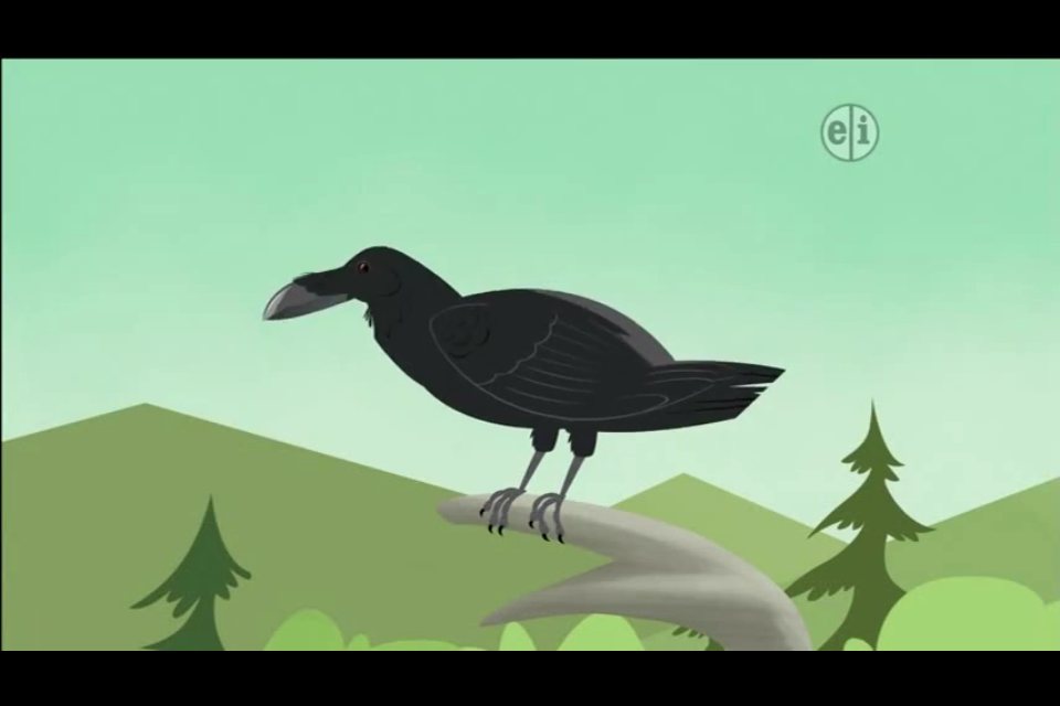 Common Raven/Gallery | PBS Kids Animals Wiki | Fandom
