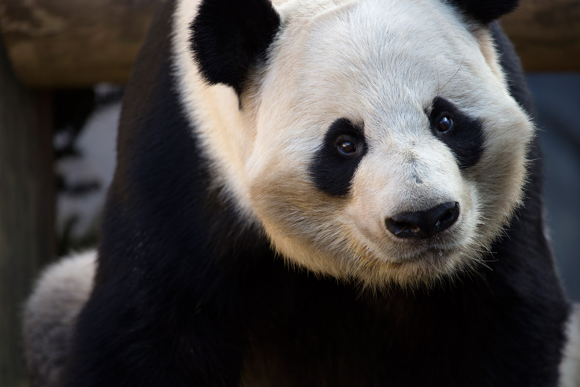 Giant Panda/ Gallery | PBS Kids Animals Wiki | Fandom