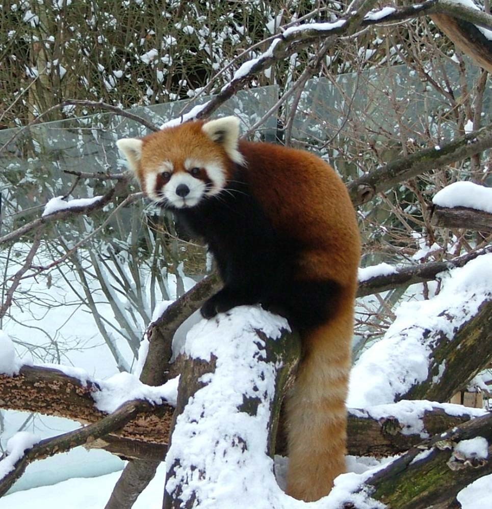 Red Panda/ Gallery | PBS Kids Animals Wiki | Fandom