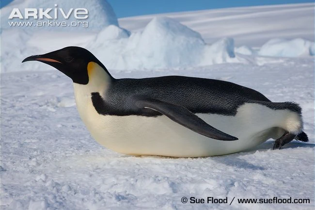 Emperor Penguin | PBS Kids Animals Wiki | Fandom