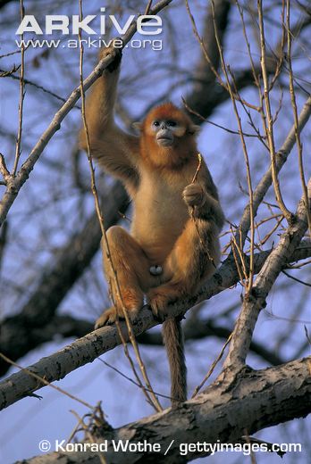 Golden Snub-Nosed Monkey | PBS Kids Animals Wiki | Fandom