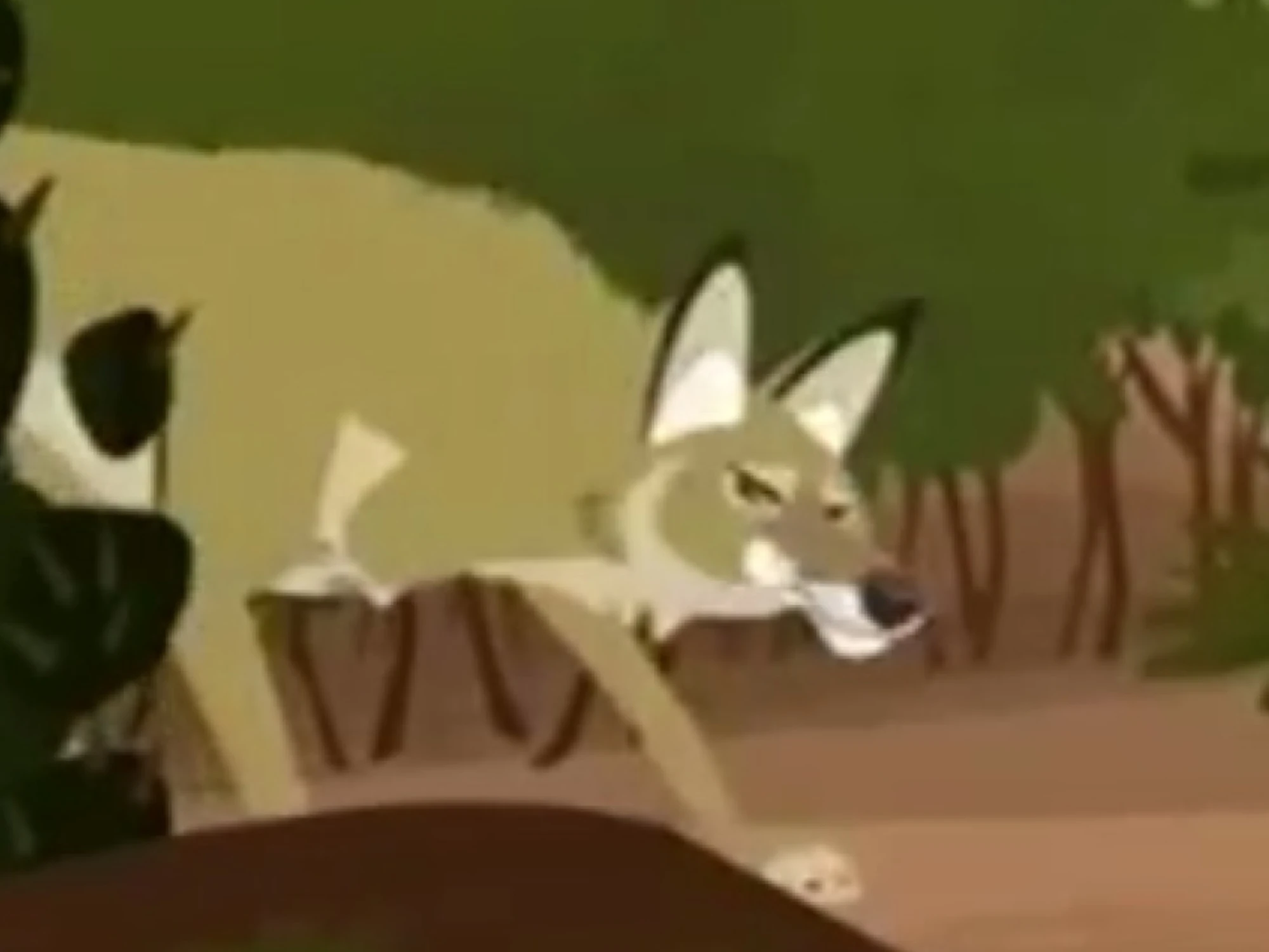 Coyote/ Gallery | PBS Kids Animals Wiki | Fandom