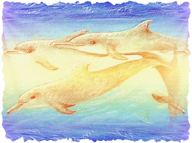 Dolphins7