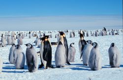 Kaiserpinguine mit Jungen