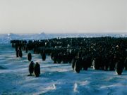 EmperorPenguinColonyClose