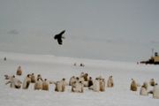 Skua over penguins chicks
