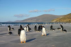 Gentoo-Colony