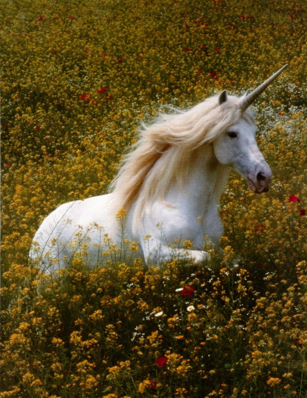 Unicornios | Wiki Campamento Mestizo | FANDOM powered by Wikia
