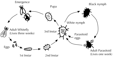 Waspcycle
