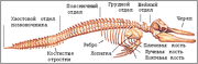 Skelet