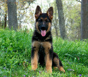 GSDpup