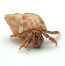 Crabby
