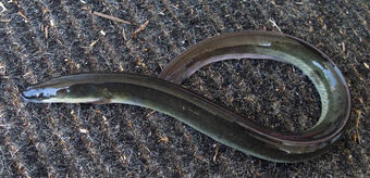 american eel care