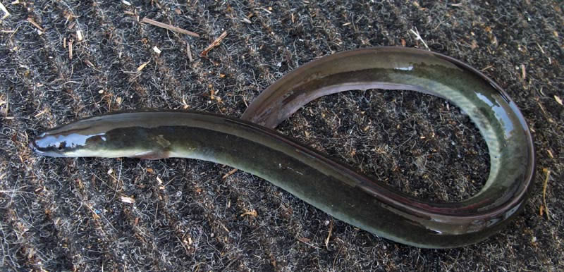 American Eel | Pet Care Wiki | FANDOM powered by Wikia