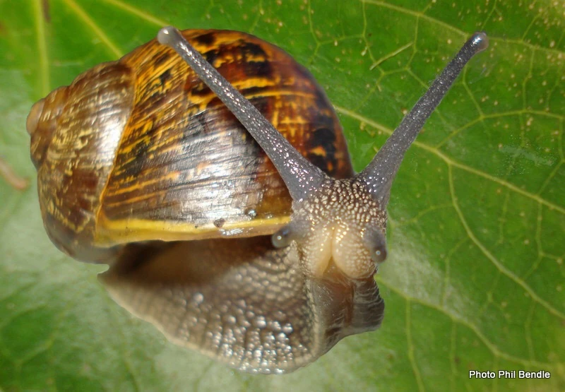 Garden Snail Pet Care Wiki Fandom