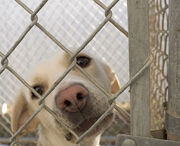 738px-Dog in animal shelter in Washington, Iowa