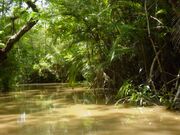 Amazon Rainforest