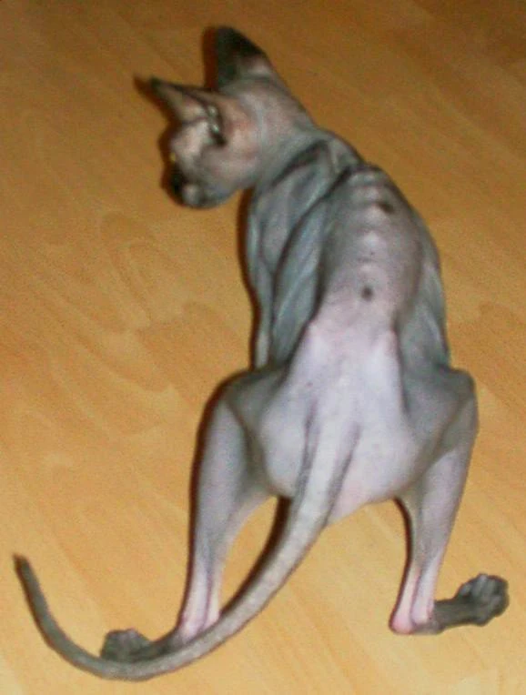 Underweight Diabetes in Pets FANDOM powered by Wikia