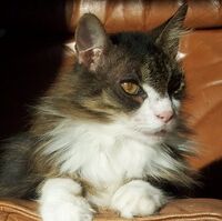 Case Maja Diabetes In Pets Fandom