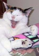 Meow meow-main