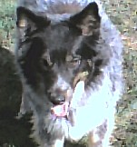 Copy of NIK SMALL