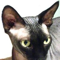 Case Jock Diabetes In Pets Fandom