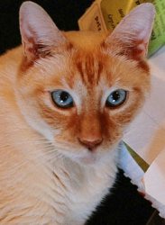 SunCat-main