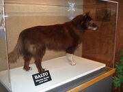 512px-Balto CLE