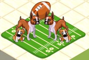 Boxer