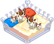 French bullhuahua