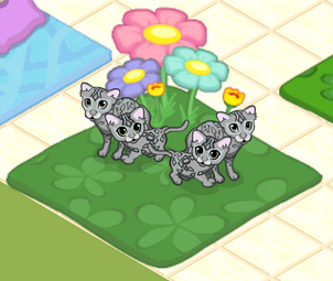 Bengal