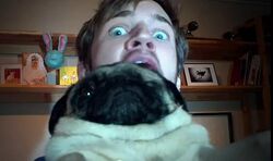 What Happened To Pewdiepie S Dogs Eye What Happened To Pewdiepie S Dogs Eye