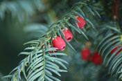 Yew-789039 960 720-1-