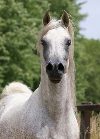 340?cb=20151209200945&path-prefix=de